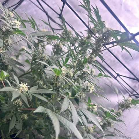 Green Crack growlog photo: current photos Nov 24-Dec 11
5 more weeks 