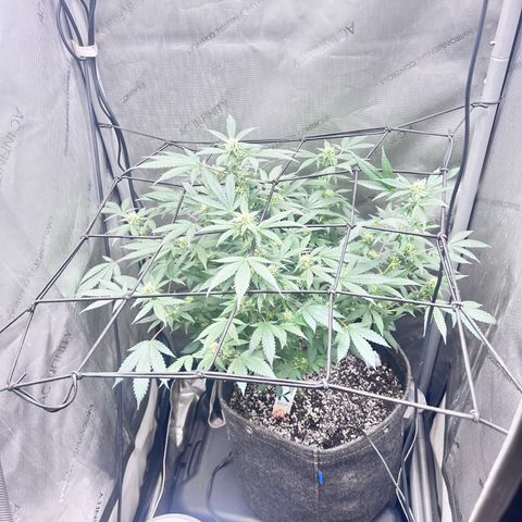 Green Crack growlog photo: current photos Nov 24-Dec 11
5 more weeks 