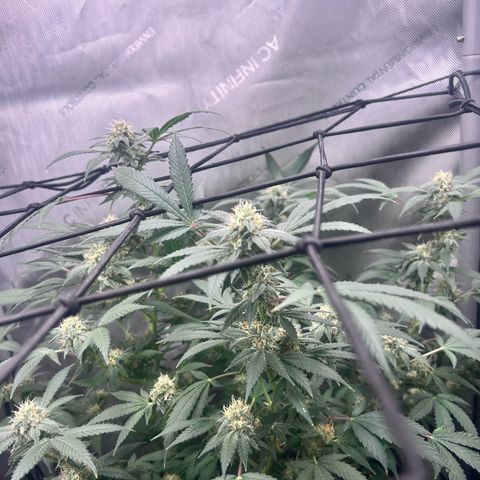 Green Crack growlog photo: beauty & smells good