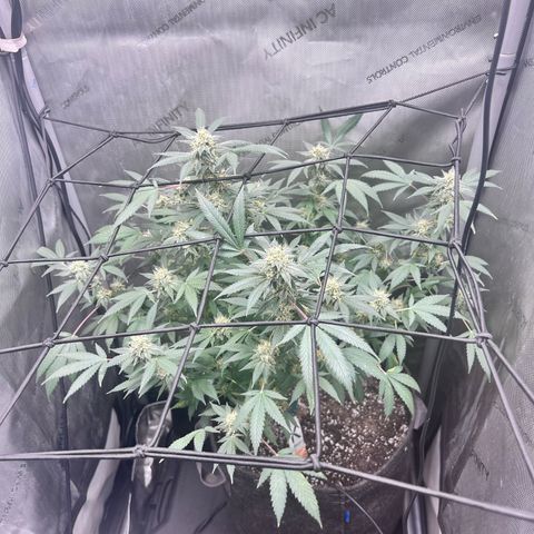 Green Crack growlog photo: 6 weeks in