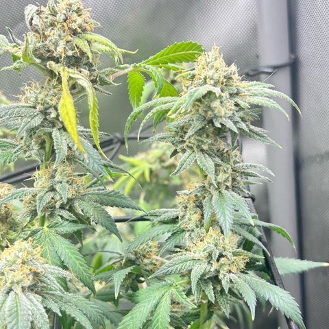 Green Crack growlog photo: thinking of chopping looks done no white hairs