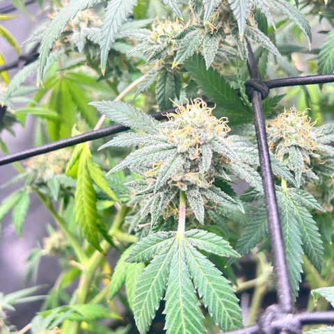 Green Crack growlog timeline photo