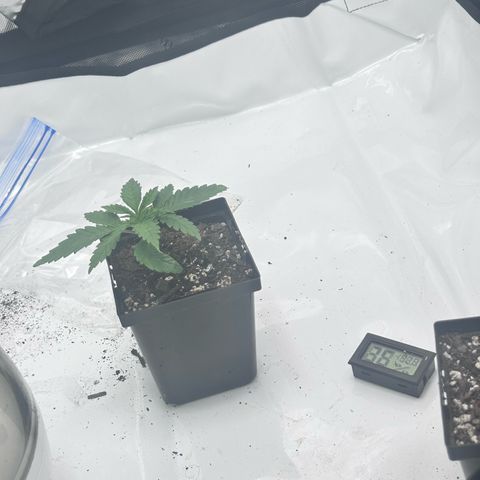 NL growlog photo: still young going strong 