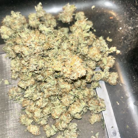 Green Crack growlog photo: finished!  taste good for taste test after drying but curing should go smooth for taste and more smell