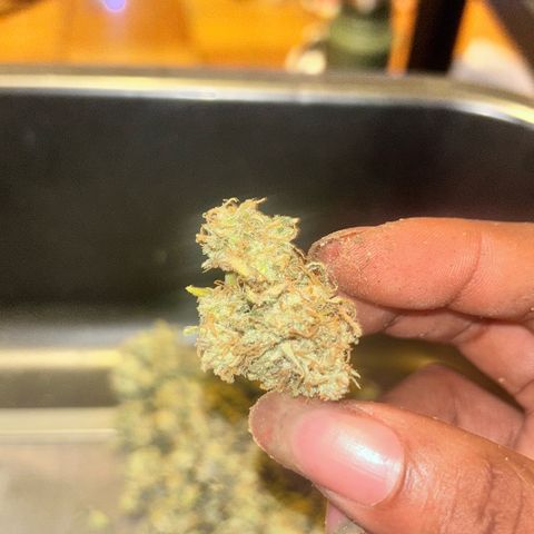 Green Crack growlog photo: finished!  taste good for taste test after drying but curing should go smooth for taste and more smell