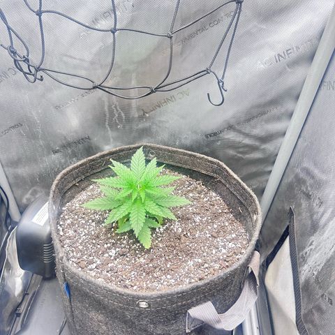NL growlog timeline photo