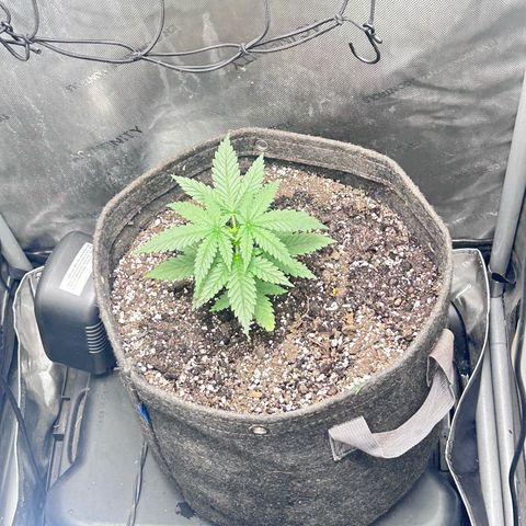 NL growlog timeline photo