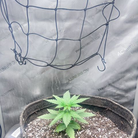 NL growlog timeline photo