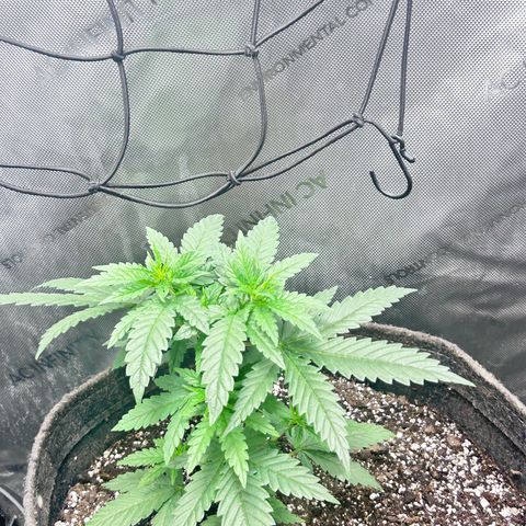 NL growlog timeline photo