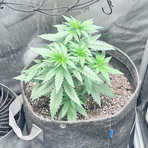 NL growlog timeline photo