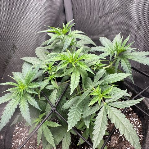NL growlog timeline photo