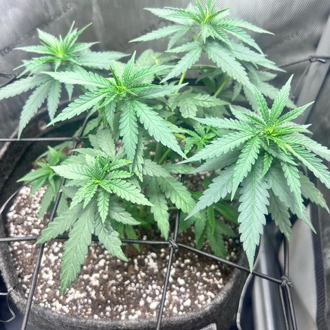 NL growlog timeline photo