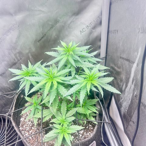 NL growlog photo: flipping today when lights go off 