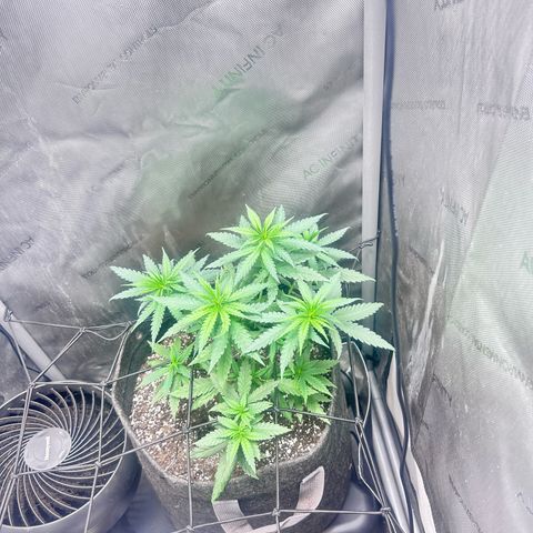 NL growlog photo: flipping today when lights go off 