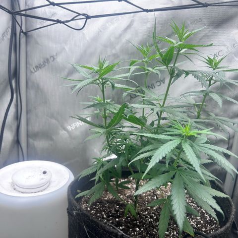 NL growlog photo: pre flowering 
hoping to see pristiles soon 
