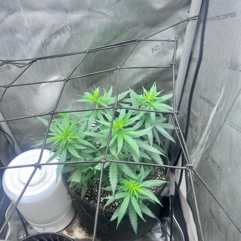 NL growlog photo: pre flowering 
hoping to see pristiles soon 