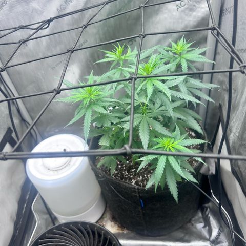 NL growlog photo: pre flowering 
hoping to see pristiles soon 