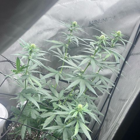 NL growlog photo: flowering week 2 