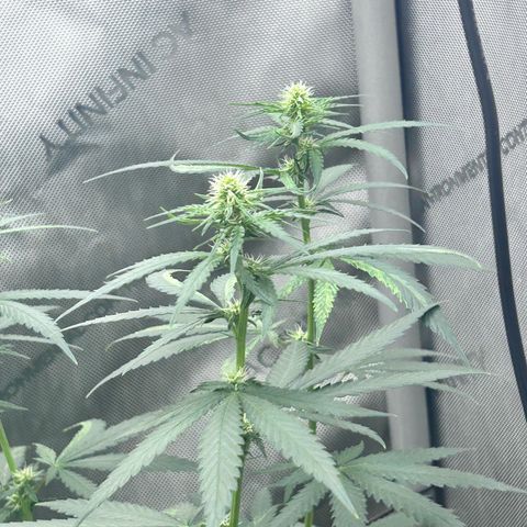 NL growlog photo: flowering week 2 