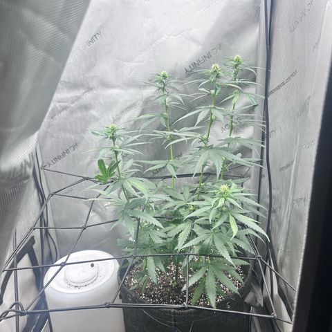 NL growlog photo: flowering week 2 