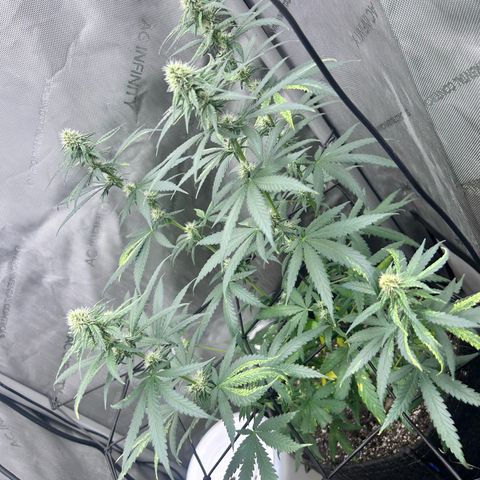 NL growlog timeline photo