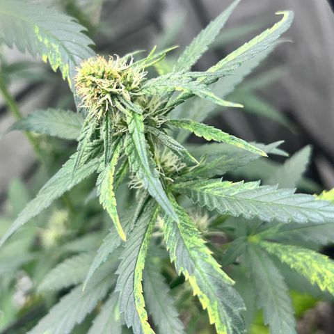 NL growlog timeline photo