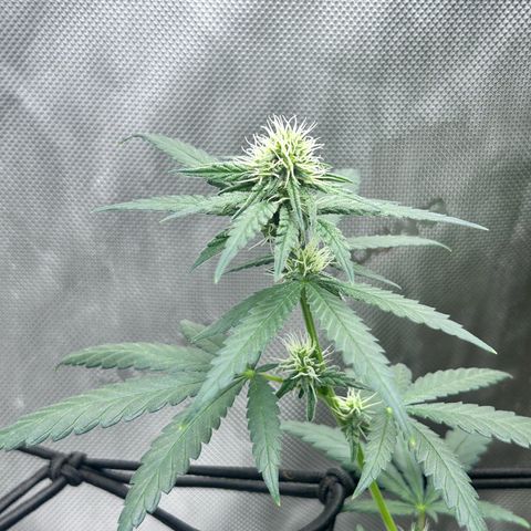 NL growlog timeline photo