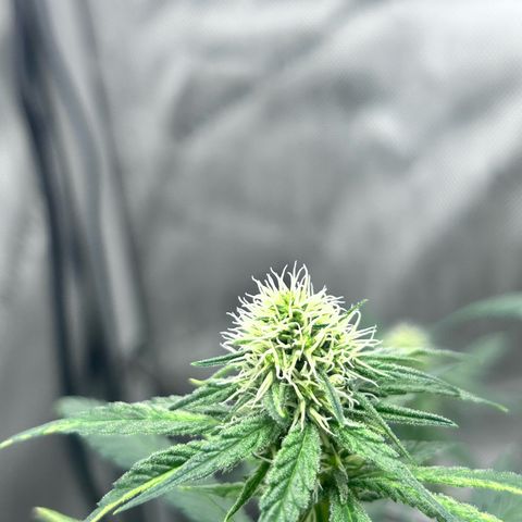 NL growlog timeline photo