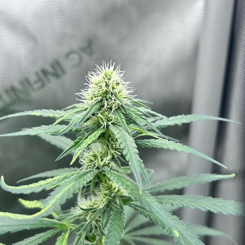 NL growlog timeline photo