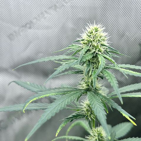 NL growlog timeline photo