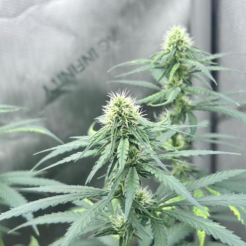 NL growlog timeline photo