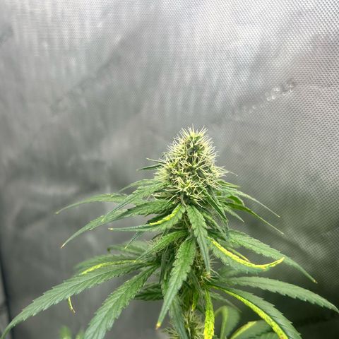 NL growlog timeline photo