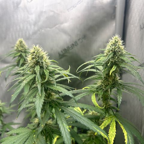 NL growlog timeline photo
