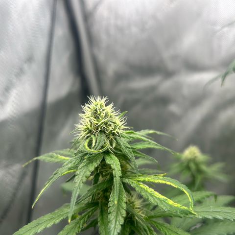 NL growlog timeline photo
