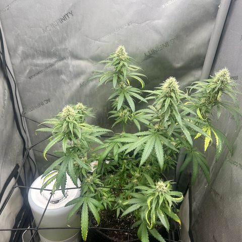 NL growlog timeline photo