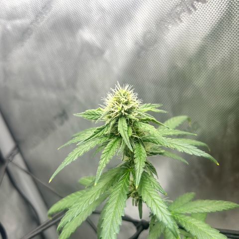 NL growlog timeline photo