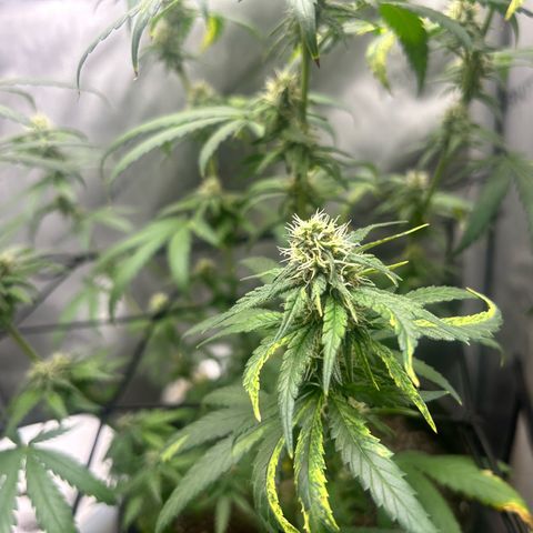 NL growlog timeline photo