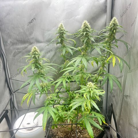 NL growlog timeline photo