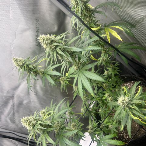 NL growlog timeline photo
