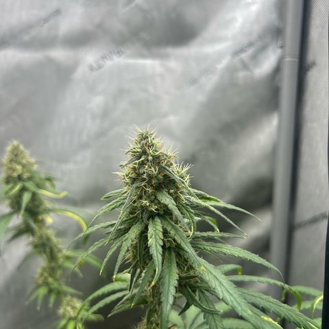 NL growlog timeline photo
