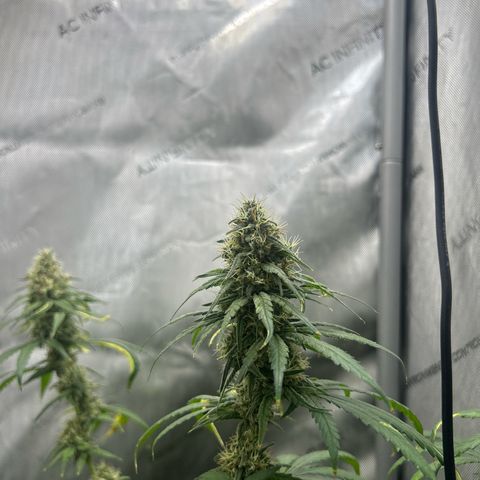 NL growlog timeline photo