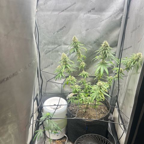 NL growlog timeline photo