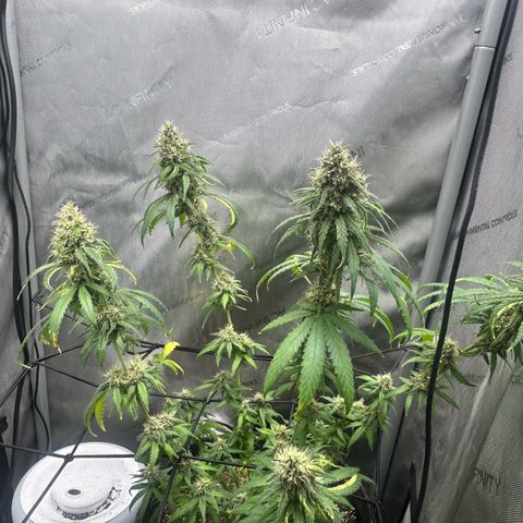 NL growlog timeline photo