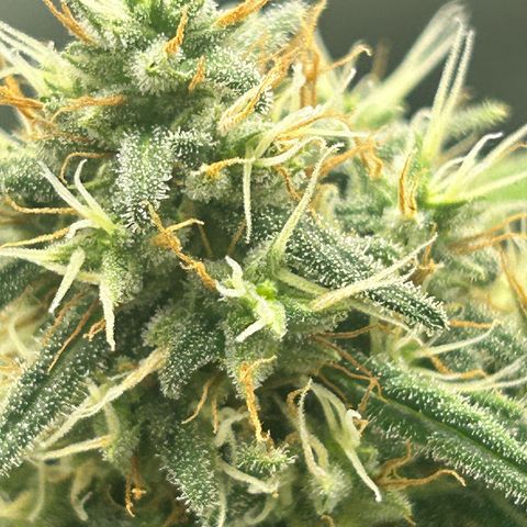 NL growlog timeline photo