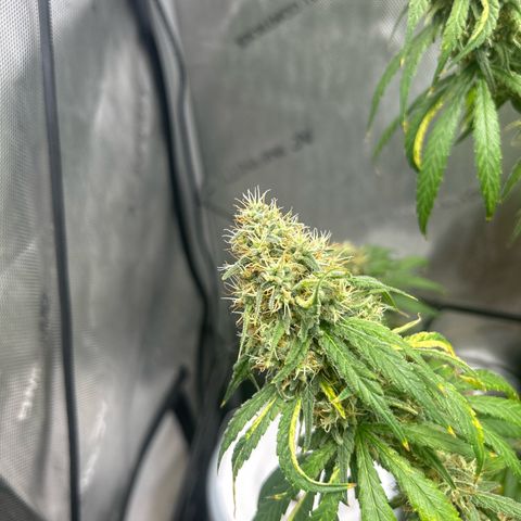 NL growlog timeline photo