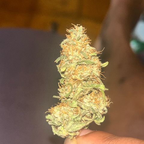NL growlog timeline photo