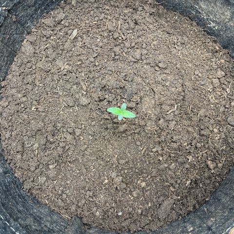 Swift Cheese growlog timeline photo