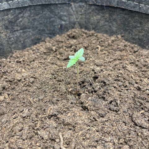 Swift Cheese growlog timeline photo