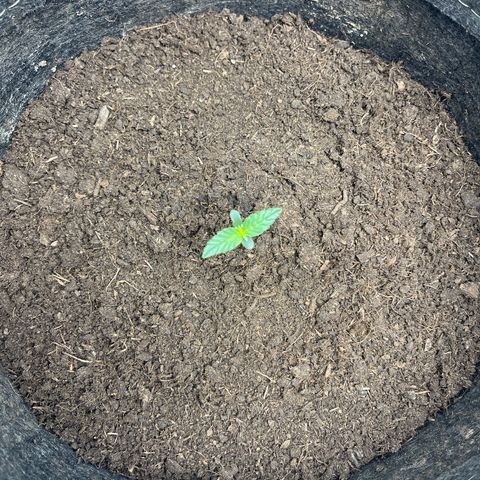 Swift Cheese growlog timeline photo