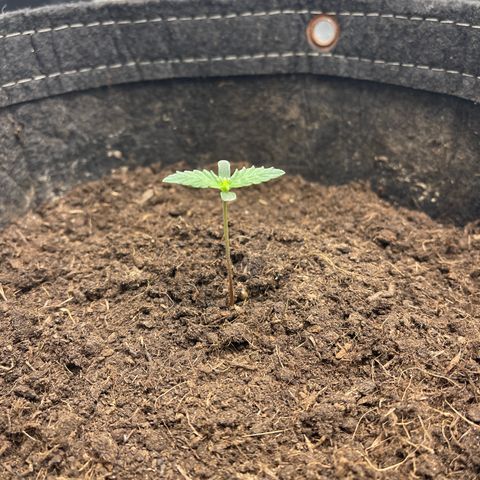 Swift Cheese growlog timeline photo